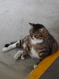 Original cat photo